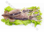 鱿鱼