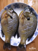 太阳鱼