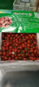 玲珑番茄