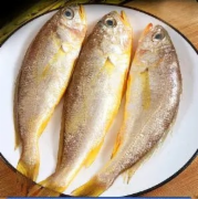 小黄瓜鱼