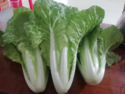 黄白菜