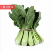 珍珠菜