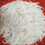 小银鱼