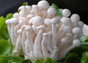 白玉菇