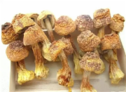 巴西菇（克）