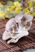 袖珍菇
