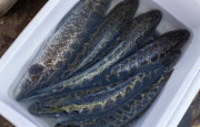 黑鱼（鲡鱼）
