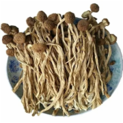 茶树菇干
