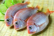 赤鯮鱼