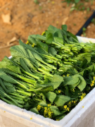 广东油菜