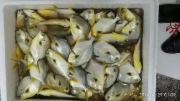 小金鲳鱼