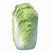 夏阳白菜