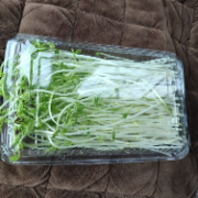 豆苗（盒）