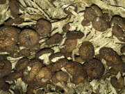 茶树菇10斤（普通）建阳牛头（良投）