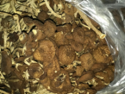 茶树菇好江西*10斤