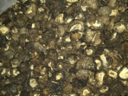 普通珍珠菇（2号）