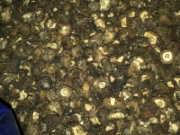 好珍珠菇（袋装）