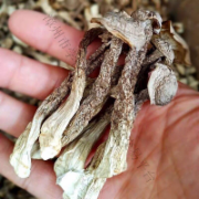 鹿茸菇*10斤