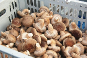 鲜香菇