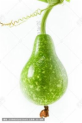 葫芦瓜