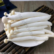 海鲜菇
