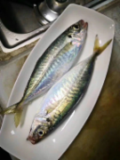 巴浪鱼20斤/1件（110条）