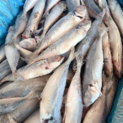 带头去肚巴浪鱼9.7kg