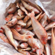 二去金线鱼10kg