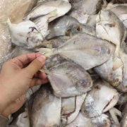 二去白鲳鱼10kg