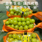 阳光香印（青提）
