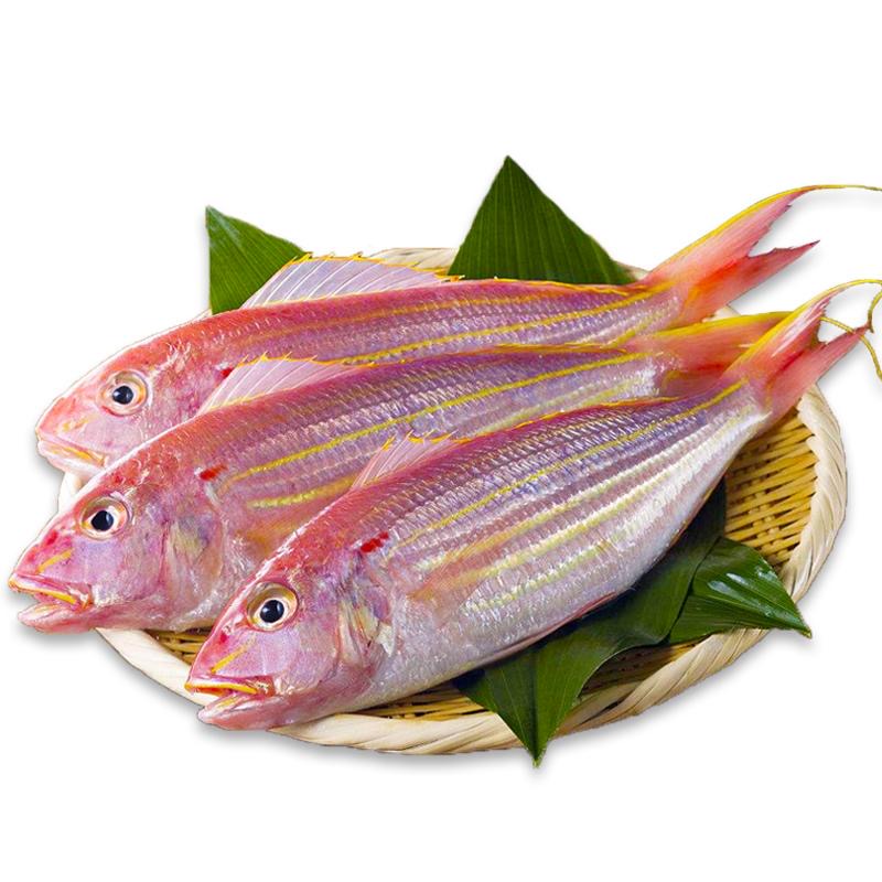 金线鱼
